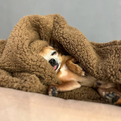Teddy Pet Blanket